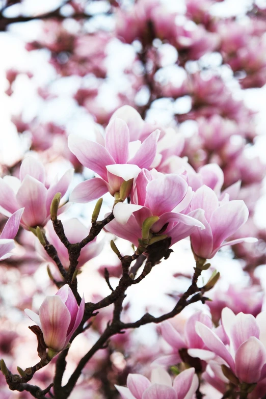 a close up of a tree with pink flowers, a photo, by Shiba Kōkan, magnolia stems, 🌸 🌼 💮, floral wallpaper, biophilia mood