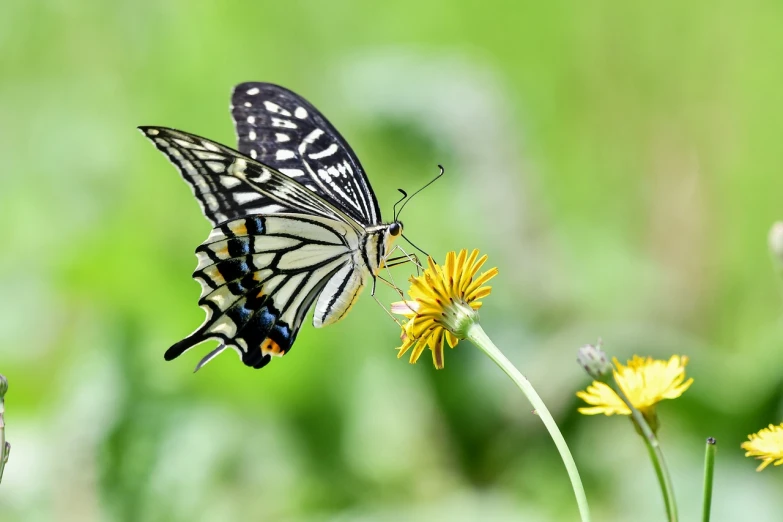 a black and white butterfly on a yellow flower, by Yang J, shutterstock, swallowtail butterflies, green and yellow colors, modern high sharpness photo