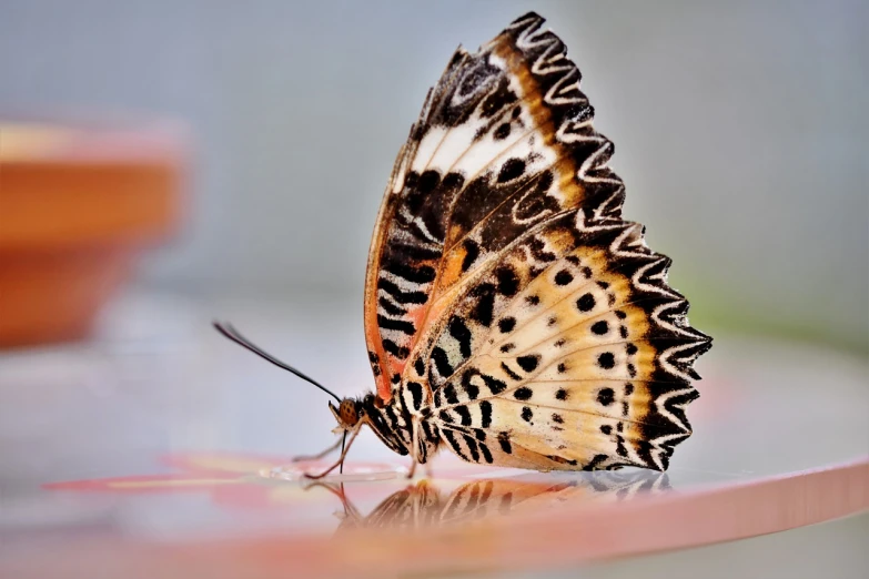 a close up of a butterfly on a table, by Juergen von Huendeberg, pixabay contest winner, side-view. highly detailed, white with chocolate brown spots, tail fin, hyperdetailed colourful