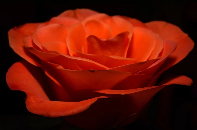 a close up of a red rose on a black background, by Anna Haifisch, light red and deep orange mood, very orange, soft light from the side, detailed -4