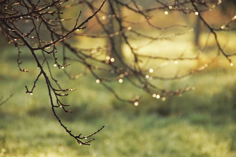 a bird sitting on top of a lush green field, a picture, inspired by Elsa Bleda, flickr, romanticism, light snowfall, winding branches, refracted sparkles, 4 5 mm bokeh