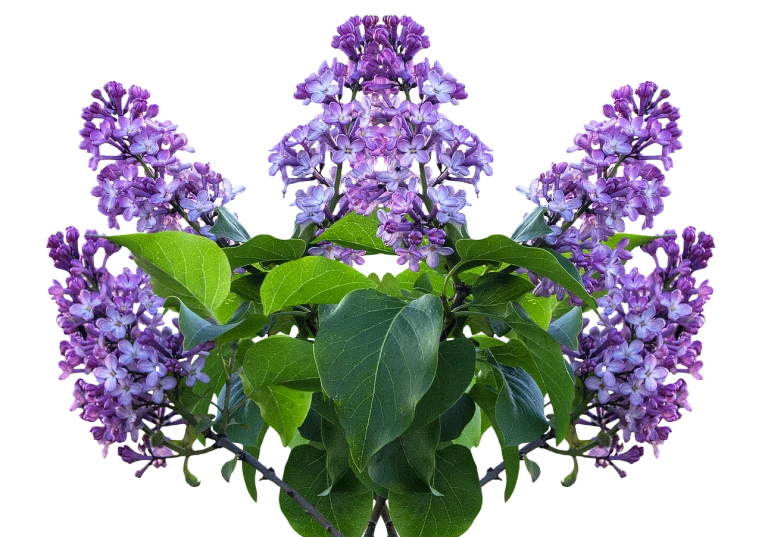 a vase filled with purple flowers on top of a table, a portrait, by Jan Rustem, digital art, symmetrical duality, panorama, lilacs, portrait n - 9