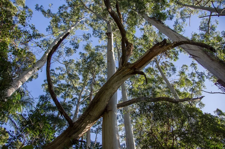 a group of tall trees in a forest, a portrait, inspired by Edgar Schofield Baum, flickr, australian bush, giant white tree, with branches! reaching the sky, eucalyptus