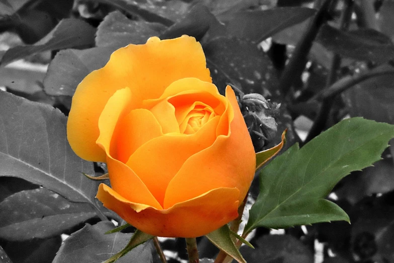 a black and white photo of an orange rose, by Hans Schwarz, flickr, yellow color scheme, colourised, islamic, various posed