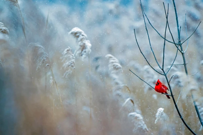 a red bird sitting on top of a tree branch, a photo, by Alexey Merinov, snowy field, header, small depth of field, wallpaper - 1 0 2 4