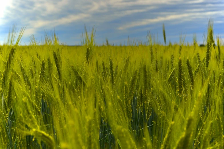 a field of green grass with a blue sky in the background, a digital rendering, precisionism, on the vast wheat fields, golden hour closeup photo, stock photo