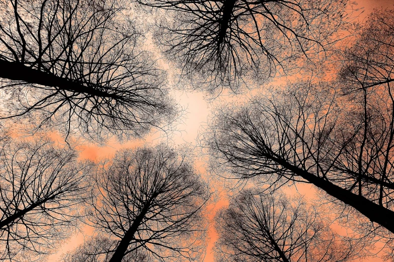 a group of trees that are standing in the sky, by Mirko Rački, trending on pixabay, generative art, orange and black tones, bottom - view, intricate branches, symetrical composition