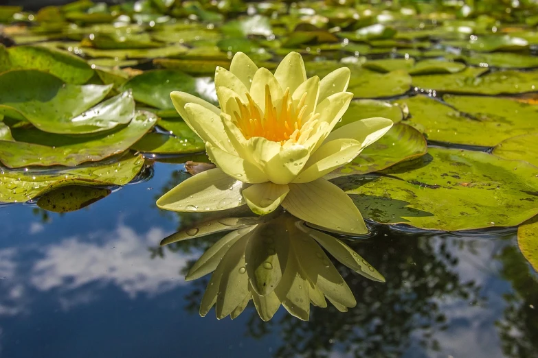 a yellow water lily floating on top of a pond, a picture, by Jan Rustem, shutterstock, reflections on the water, from wheaton illinois, summer day, stock photo