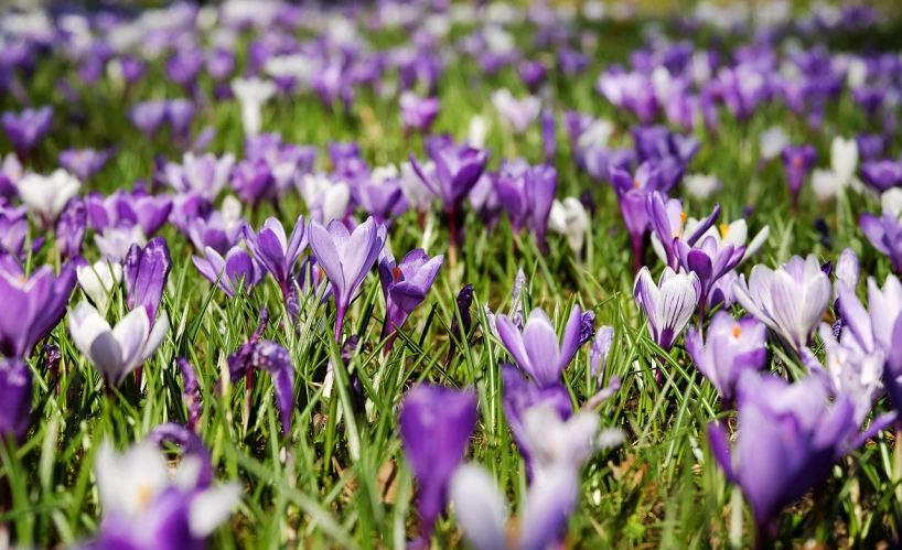 a field full of purple and white flowers, a photo, by Harold von Schmidt, pexels, early spring, vivid colors!!, resting, from wheaton illinois