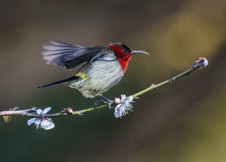 a small bird sitting on top of a tree branch, by Peter Churcher, pixabay contest winner, arabesque, red feathered wings, blossoming, shot on canon eos r5, majestic sweeping action