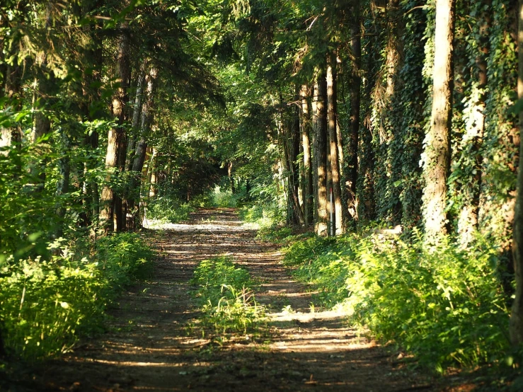 a dirt road in the middle of a forest, by Alfons von Czibulka, flickr, renaissance, shady alleys, ivy, ((forest)), scene!!