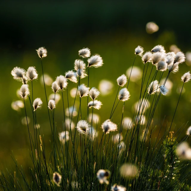 a bunch of white flowers sitting on top of a lush green field, a tilt shift photo, by Thomas Häfner, backlighting sunset golden hour, feathery fluff, shallow focus background, backlit fur