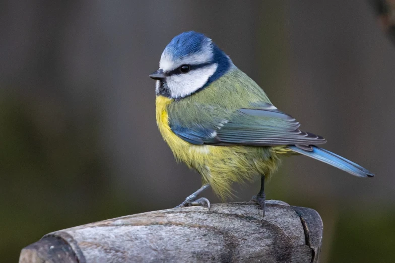 a blue and yellow bird sitting on top of a wooden post, a pastel, by Josef Mánes, pixabay, synchromism, perched on a mossy branch, tight shot of subject, tail fin, pot-bellied