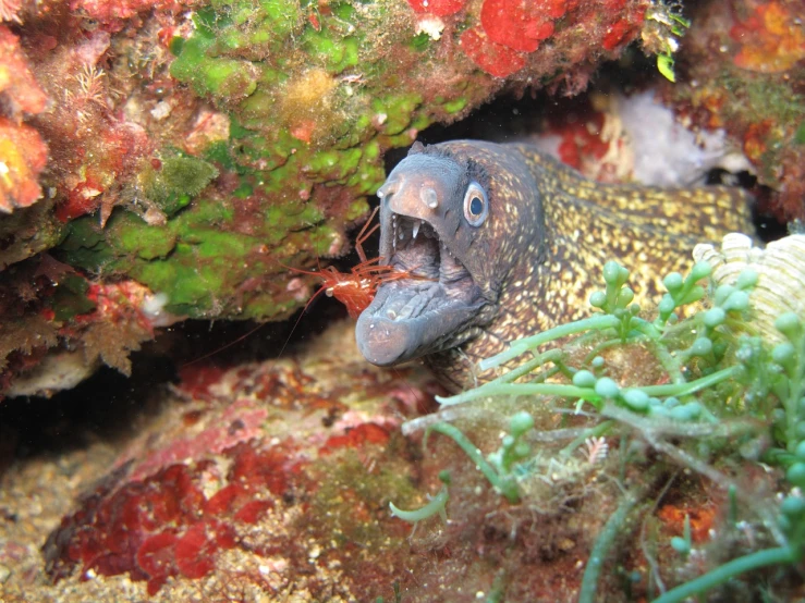 a close up of a fish with its mouth open, by Robert Brackman, flickr, mingei, meat and lichens, gulper eel, climbing, 1 male