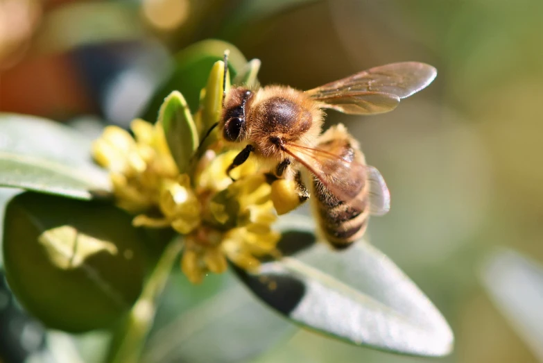 a close up of a bee on a flower, hurufiyya, eucalyptus, biological photo