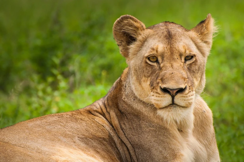 a close up of a lion laying in the grass, a portrait, by Dietmar Damerau, shutterstock, regal and proud robust woman, sitting down, lion icon, unmistakably kenyan