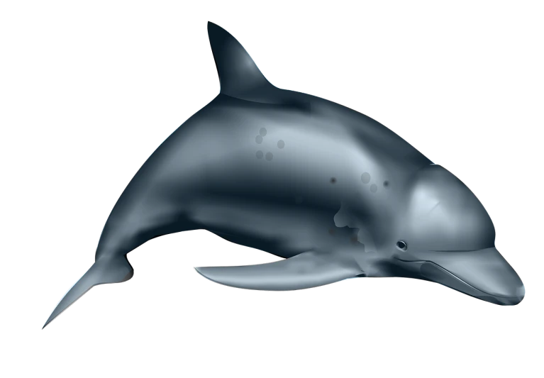 a close up of a dolphin on a black background, a raytraced image, deviantart, realistic'', [ bubbles, silver skin, clipart