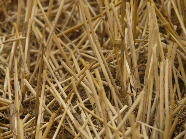a pile of straw sitting on top of a field, a macro photograph, flickr, hyperdetailed!
