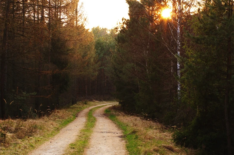 a dirt road in the middle of a forest, a picture, by Alfons von Czibulka, shutterstock, going forward to the sunset, phone photo, shot on sony alpha dslr-a300, sun set