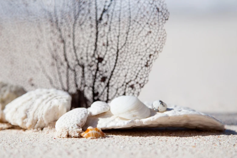 a sea fan sitting on top of a sandy beach, a macro photograph, shutterstock contest winner, still life of white xenomorph, shells, with depth of field, white sand