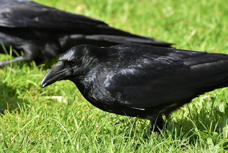 a couple of black birds standing on top of a lush green field, a portrait, inspired by Gonzalo Endara Crow, pixabay, hurufiyya, closeup of a crow, ready to eat, on a green lawn, close - up profile