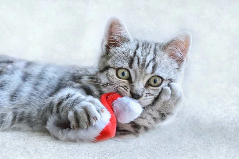 a kitten playing with a toy on the floor, by Maksimilijan Vanka, pixabay contest winner, photorealism, wearing a santa hat, 💋 💄 👠 👗, avatar image, mittens