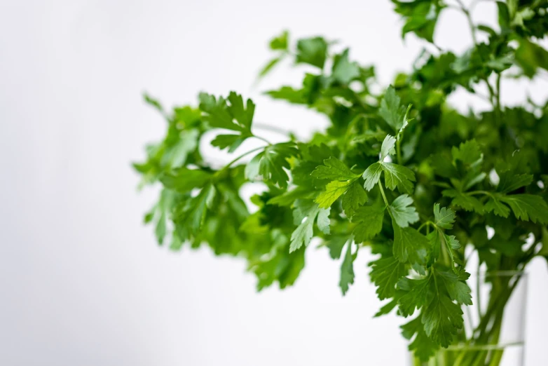 a close up of a plant in a glass vase, hurufiyya, close-up product photo, celery man, high quality product photo, herbs hanging