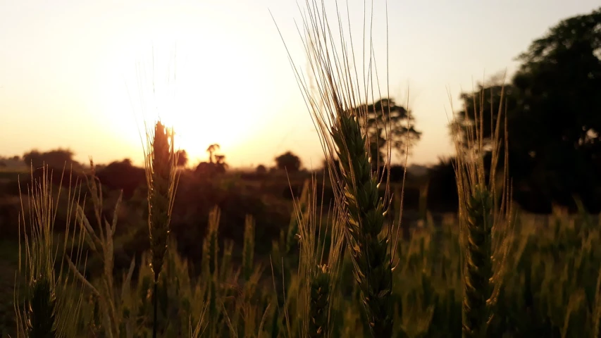 a field of grass with the sun setting in the background, a picture, by Robert Zünd, wheat field behind the house, view from below, grain gelios lens, visible from afar!!