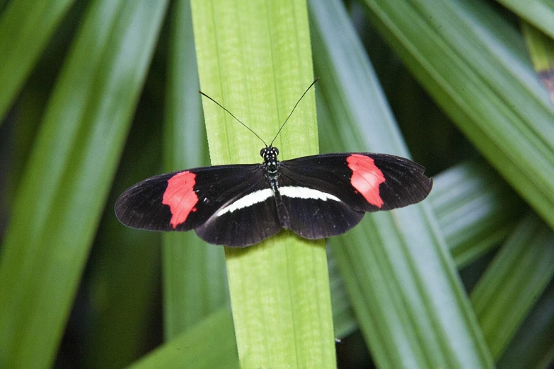 a black and red butterfly sitting on top of a green plant, a photo, flickr, symmetrical!