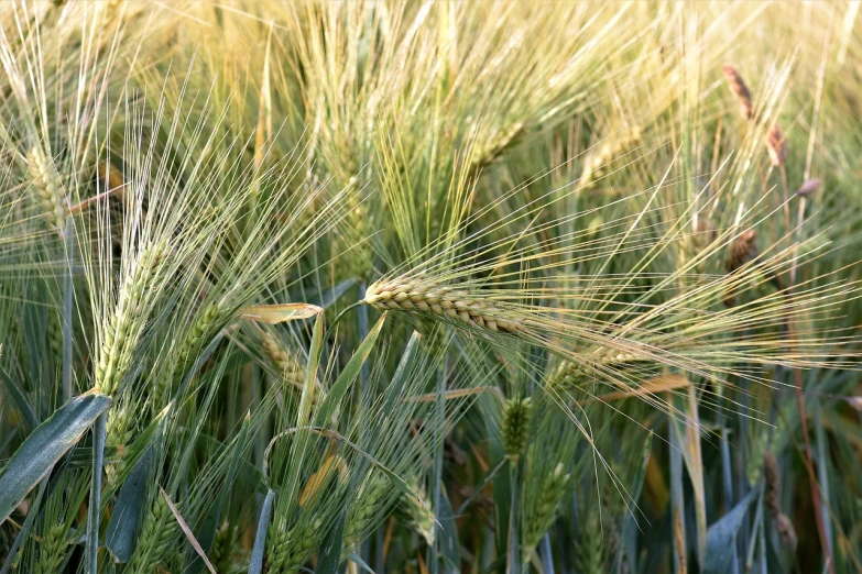 a close up of a field of green wheat, a portrait, by Joseph von Führich, shutterstock, high quality photos, “ golden chalice, white hairs, old color photo