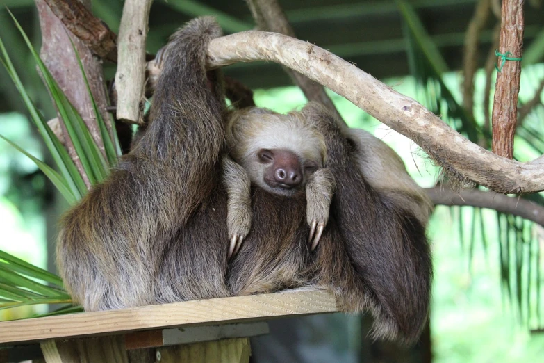 a baby sloth hanging from a tree branch, by Anna Haifisch, flickr, adult pair of twins, she is laying on her back, 5 years old, over-shoulder shot