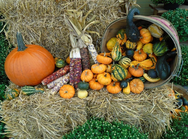 a bunch of pumpkins sitting on top of a pile of hay, by Linda Sutton, pixabay, corn on a cob everywhere, cornucopia, displayed on an altar, vertical orientation