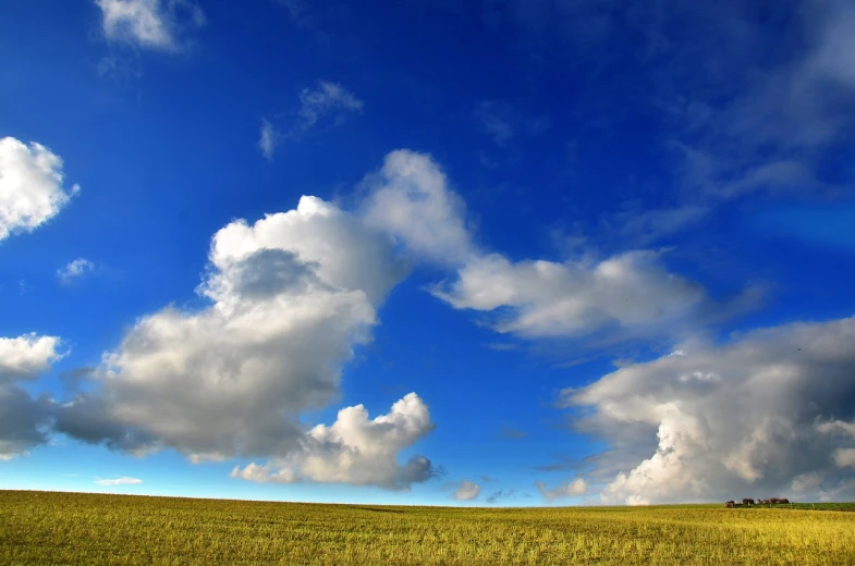 a field of yellow grass under a blue sky, inspired by Phil Koch, flickr, minimalism, cumulus clouds, cloud in the shape of a dragon, blue sky without clouds, landscape photo-imagery