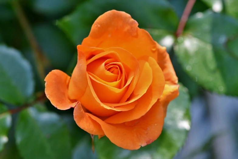 an orange rose with green leaves in the background, a portrait, romanticism, beautiful flowers, about 3 5 years old, 7 0 mm photo