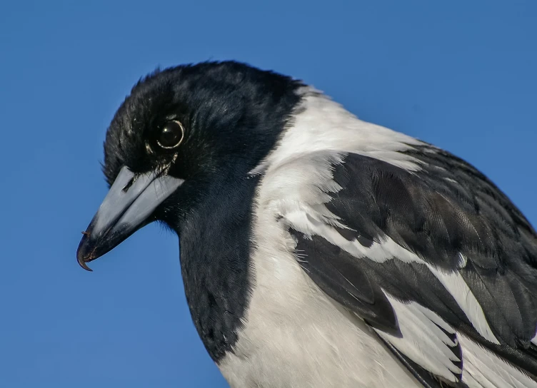 a close up of a black and white bird against a blue sky, a portrait, by Dicky Doyle, shutterstock, magpie, australian, high angle close up shot, rounded beak