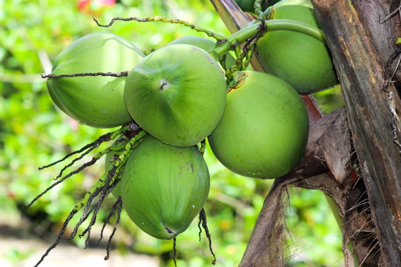 a bunch of green coconuts hanging from a tree, by Edward Corbett, flickr, thumbnail, male, tan, bongos