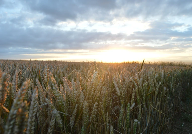 a field of wheat with the sun setting in the background, a picture, by Stefan Gierowski, fades to the horizon, unedited, backlit ears, sunset photo