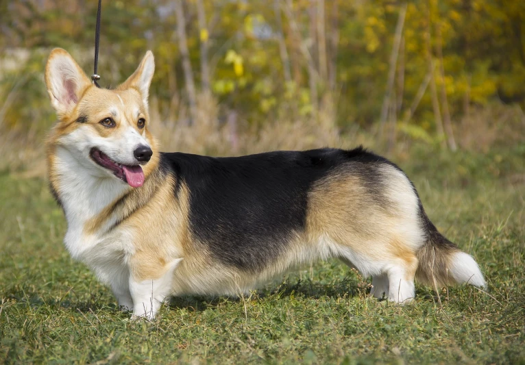 a dog that is standing in the grass, a portrait, shutterstock, corgi, largest haunches ever, hd wallpaper, panorama