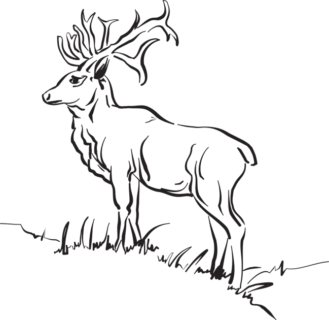 a deer that is standing in the grass, a sketch, by Andrei Kolkoutine, tumblr, sots art, black backround. inkscape, elk, iphone background, side