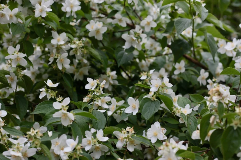 a bush of white flowers with green leaves, inspired by Edwin Dickinson, arabesque, clematis like stars in the sky, caramel, full colour, spring vibrancy