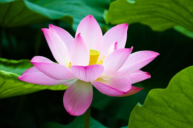 a pink flower with green leaves in the background, a picture, by Yi Jaegwan, shutterstock, standing gracefully upon a lotus, nezha, powerful detail, front facing shot