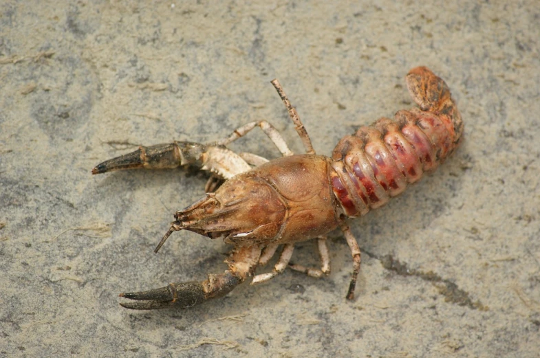 a close up of a dead lobster on the ground, a macro photograph, shutterstock, centipede, immature, very sharp photo