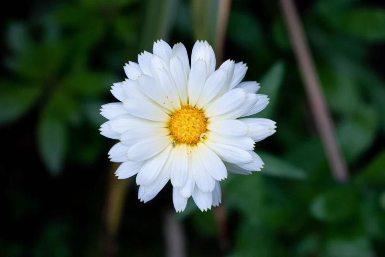 a close up of a white flower with a yellow center, a portrait, various posed, top down view, in the early morning, proud look