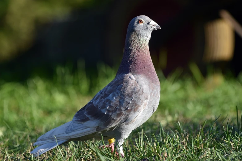 a pigeon that is standing in the grass, a portrait, pixabay, plein air, purple. smooth shank, back - lit, dressed in a gray, clay
