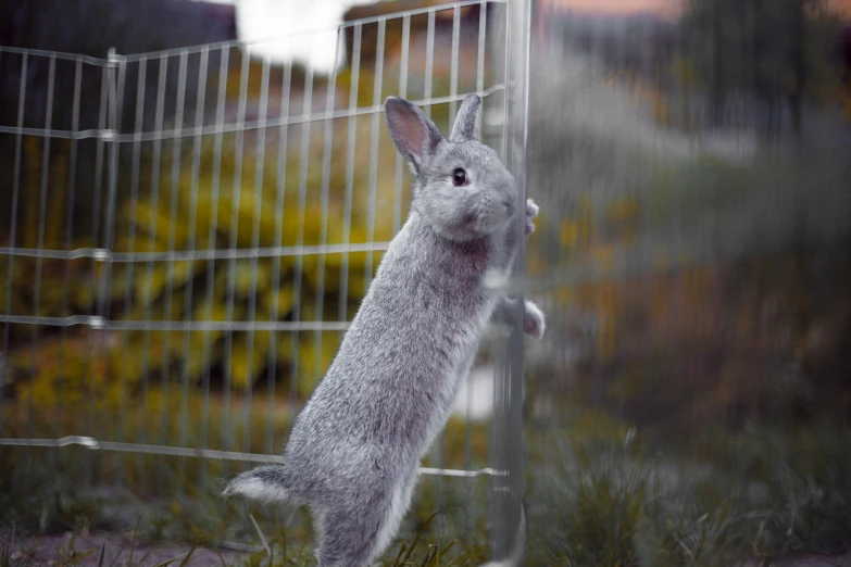 a rabbit standing on its hind legs in front of a fence, a picture, selective color effect, houdini, trying to escape, realistic reflection