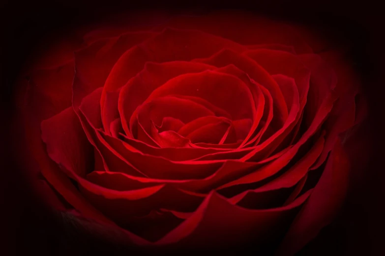 a close up of a red rose on a black background, a macro photograph, in a red dream world, highly detailed product photo