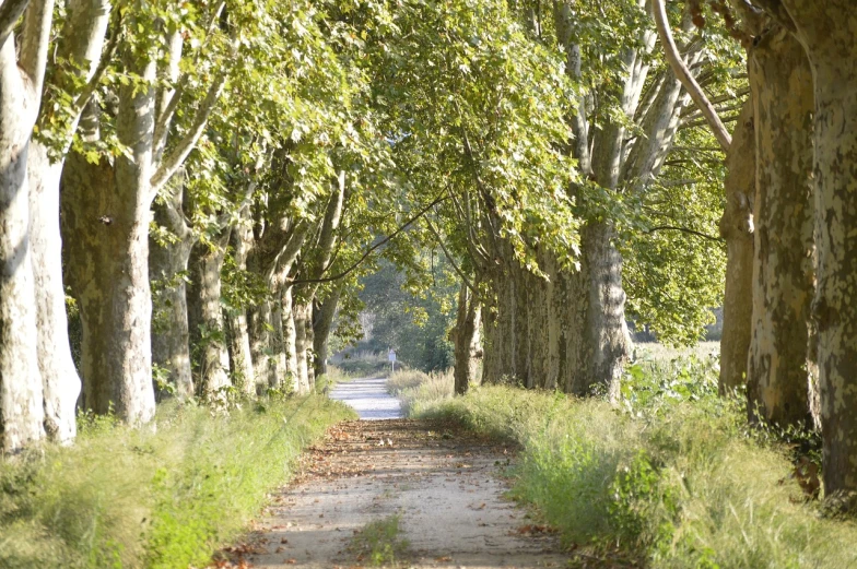 a dirt road lined with lots of trees, a picture, by Richard Carline, les nabis, carcassonne, trees with lots of leaves, sandra chevier, delightful surroundings
