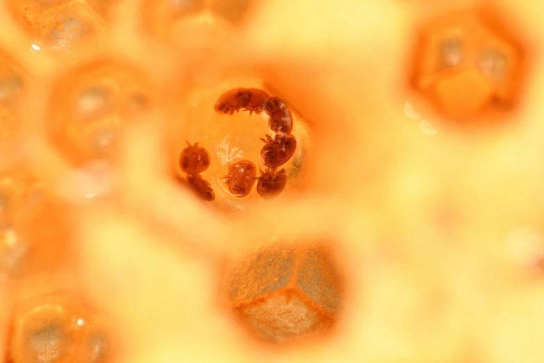 a close up of the inside of a piece of fruit, a macro photograph, radiolaria, trinidad scorpion, high detail product photo