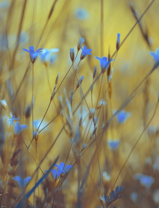 a bunch of blue flowers in a field, a macro photograph, by Zofia Stryjenska, color field, golden grasslands, golden background with flowers, soft organic abstraction, flax