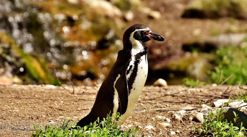 a penguin that is standing in the dirt, by Dietmar Damerau, flickr, shiny!!, wine, warm spring, shaded
